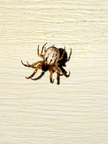 Metazygia wittfeldae