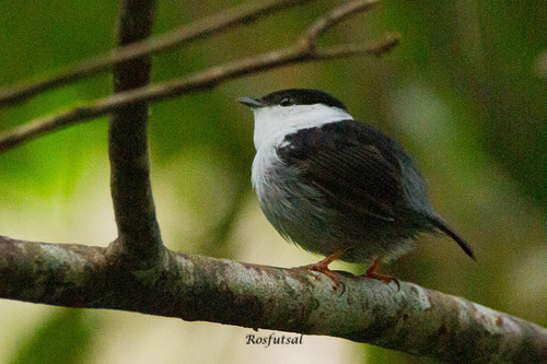 White-bearded Manakin