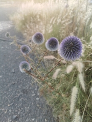 Echinops adenocaulos