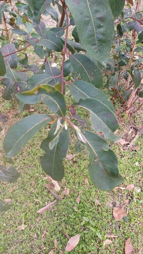 Lophostemon suaveolens observed 2026-10-04