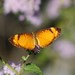 Black-bordered Crescent - Photo (c) Juan Cruzado Cortés, some rights reserved (CC BY-SA), uploaded by Juan Cruzado Cortés