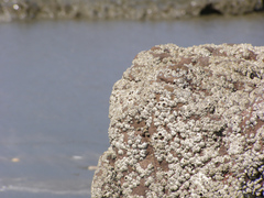 Chthamalus malayensis