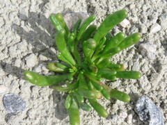 Cistanthe ambigua