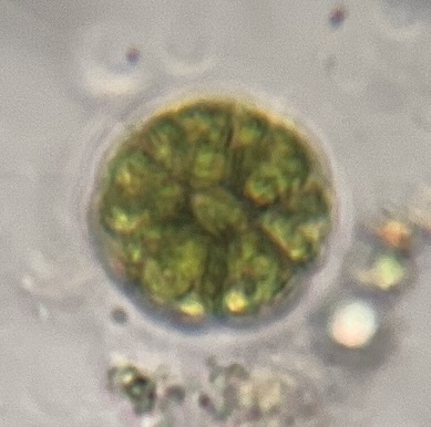 Morum observed 2026-10-03