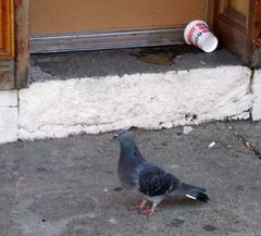 Columba livia domestica