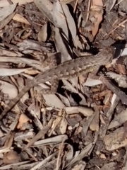 Sceloporus occidentalis