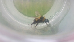 Bombus ruderatus