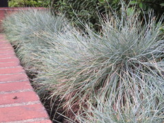 Festuca glauca