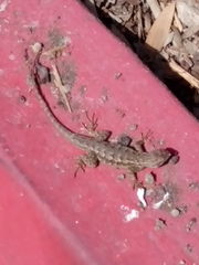 Sceloporus occidentalis
