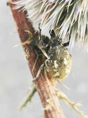 Larinus onopordi
