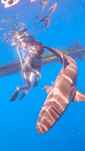Carcharhinus falciformis observed 2026-09-26