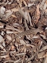 Sceloporus occidentalis