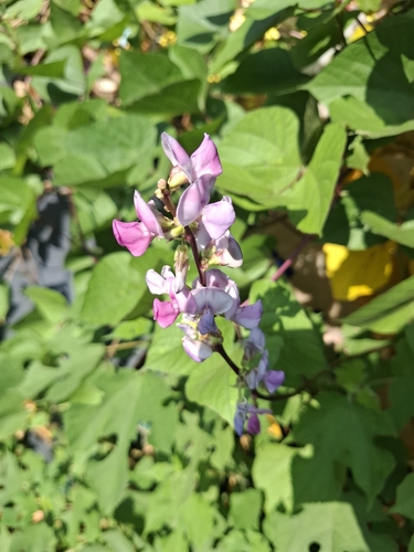 Lablab purpureus observed 2026-10-04
