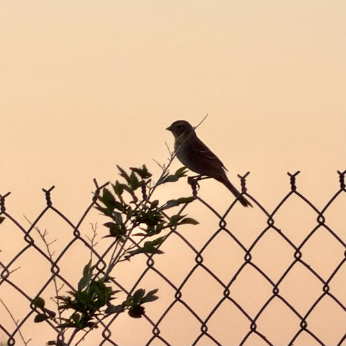 White-crowned Sparrow