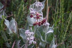 Asclepias californica