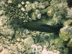 Gymnothorax javanicus