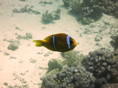 Amphiprion bicinctus