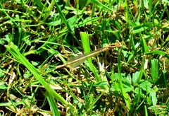 Platycnemis