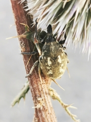 Larinus onopordi