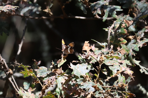 California Sister seen in Sonoma Valley