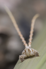 Elasmoscelis perforata