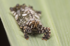 Elasmoscelis perforata