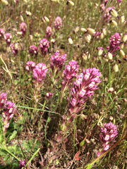 Castilleja densiflora densiflora