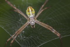 Argiope dang