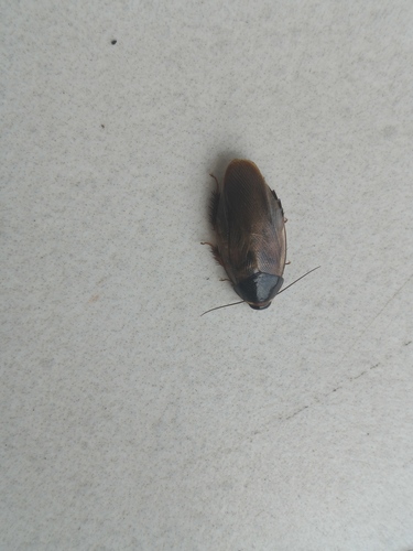 Surinam Cockroach
