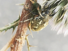 Larinus onopordi