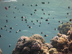 Pycnochromis dimidiatus