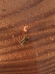 Acleris youngana