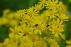 Glyptobaris lecontei