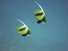 Heniochus intermedius