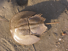 Tachypleus gigas