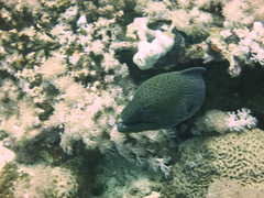 Gymnothorax javanicus