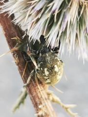 Larinus onopordi