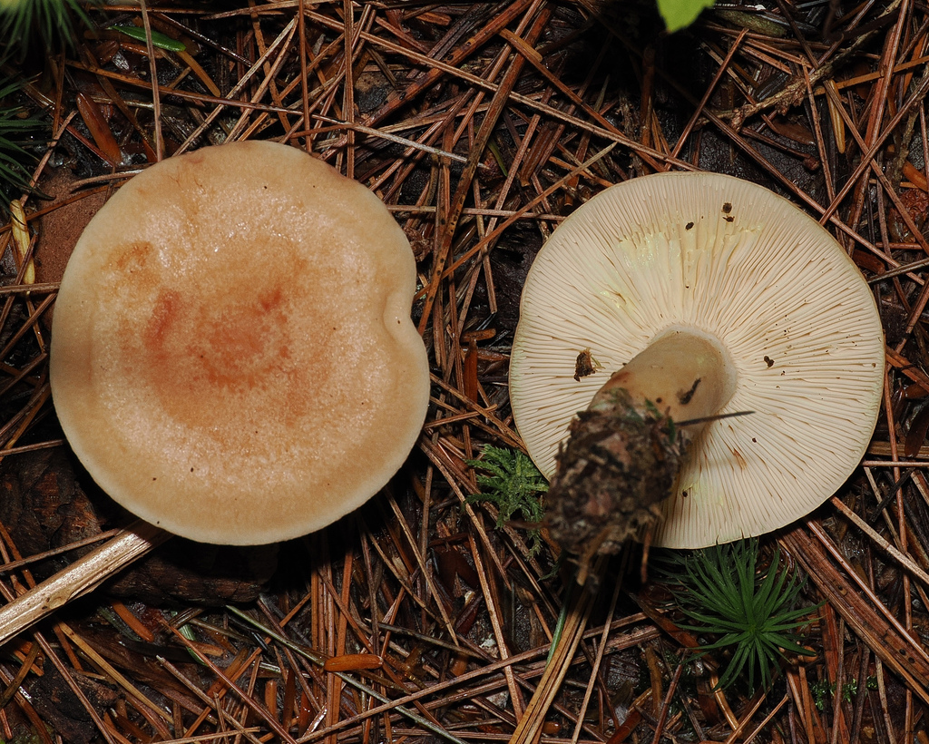Yellow-latex Milkcap · October 2026 · photo: Photo: (c) Roger Rittmaster, some rights reserved (CC BY) · iNaturalist