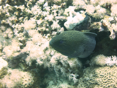 Gymnothorax javanicus