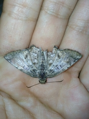 Antigonus emorsa