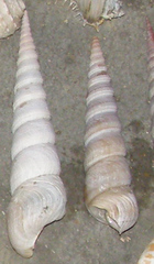 Turritella