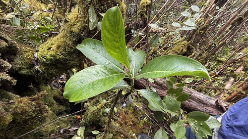 Psychotria hawaiiensis observed 2026-10-03