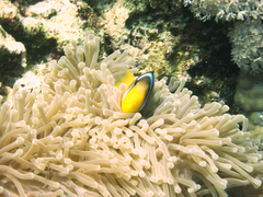 Amphiprion bicinctus