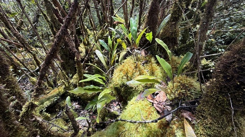 Elaphoglossum crassifolium observed 2026-10-03