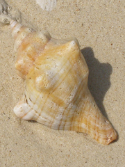 Pleuroploca trapezium