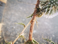 Larinus onopordi