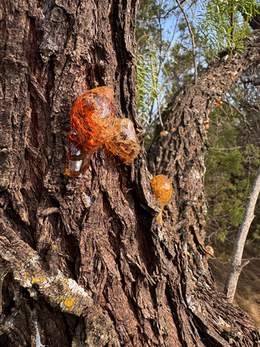 honey mesquite