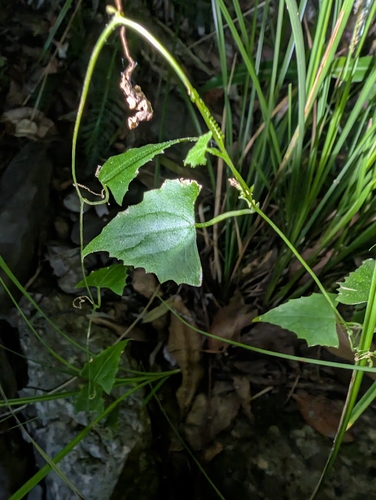Zehneria cunninghamii observed 2026-09-27
