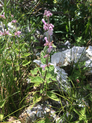 Stachys rigida quercetorum
