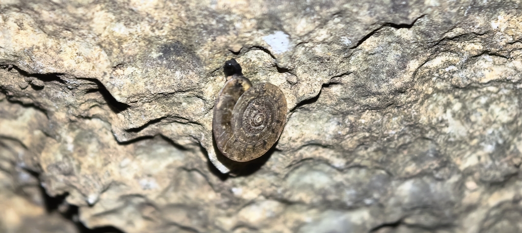 Aegista sterilis